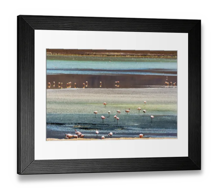 Framed Print : Flamingos in Laguna Hedionda, Potosi Department, Bolivia Framed Print : Flamingos in Laguna Hedionda, Potosi Department, Bolivia