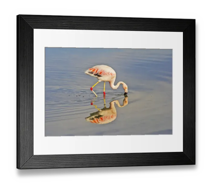 Framed Print : James Flamingo in Flamingo National Park, San Pedro de Atacama, Antofagasta Region, Chile Framed Print : James Flamingo in Flamingo National Park, San Pedro de Atacama, Antofagasta Region, Chile