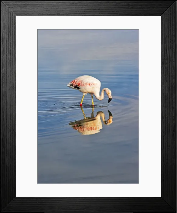 Framed Print : James Flamingo in Flamingo National Park, San Pedro de Atacama, Antofagasta Region, Chile Framed Print : James Flamingo in Flamingo National Park, San Pedro de Atacama, Antofagasta Region, Chile