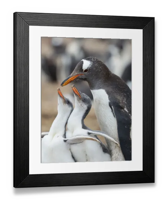 Framed Print : Feeding of chick. Gentoo penguin on the Falkland Islands Framed Print : Feeding of chick. Gentoo penguin on the Falkland Islands
