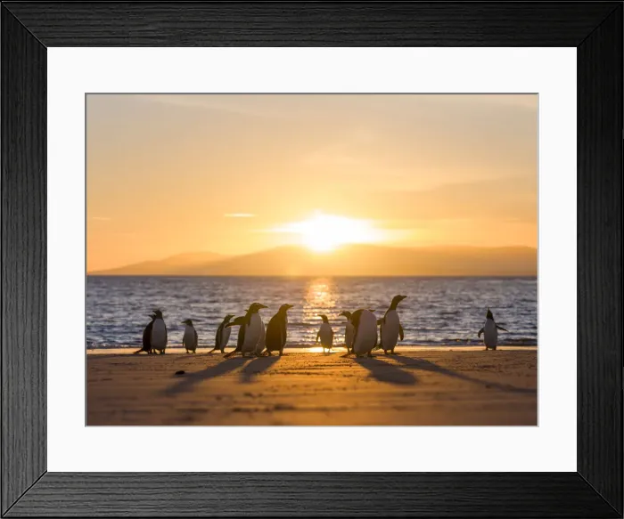 Framed Print : Gentoo penguin on a sandy beach in the Falkland Islands in January Framed Print : Gentoo penguin on a sandy beach in the Falkland Islands in January