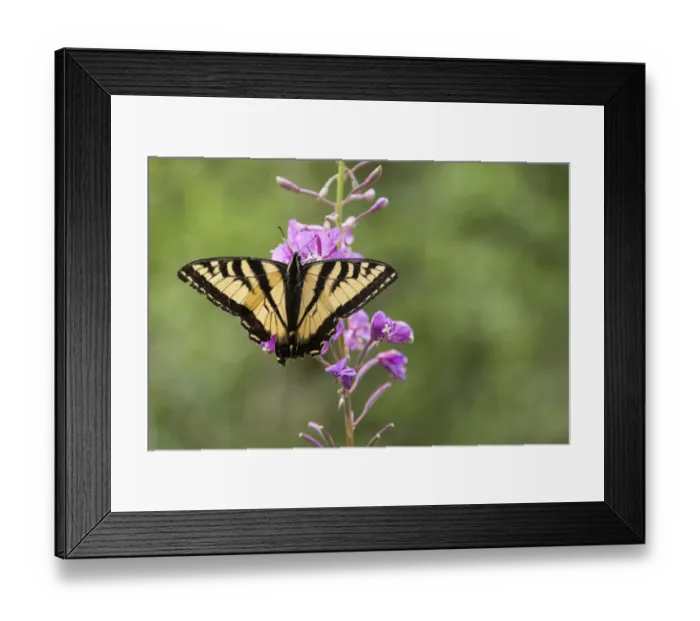Framed Print : Wild butterfly on purple flowers in Hoh Olympic National Park, Washington State Framed Print : Wild butterfly on purple flowers in Hoh Olympic National Park, Washington State
