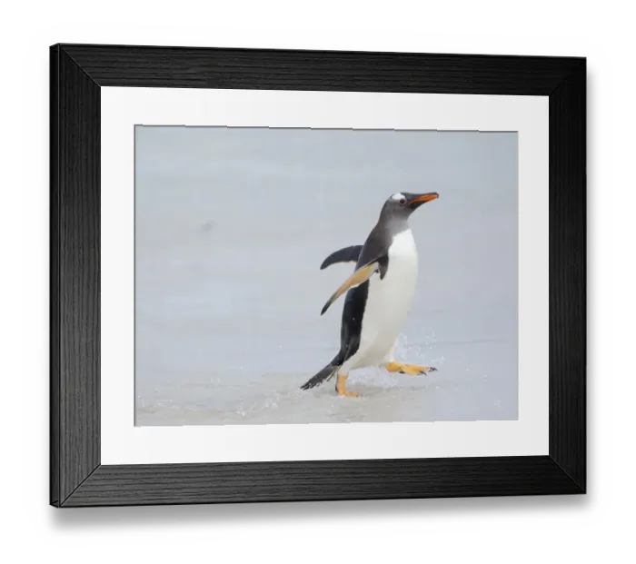 Framed Print : Gentoo penguin coming ashore on a sandy beach in the Falkland Islands in January Framed Print : Gentoo penguin coming ashore on a sandy beach in the Falkland Islands in January
