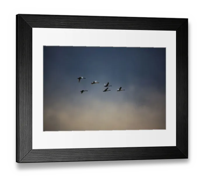 Framed Print : USA, Washington State, Mount Vernon. Canadian snow geese
