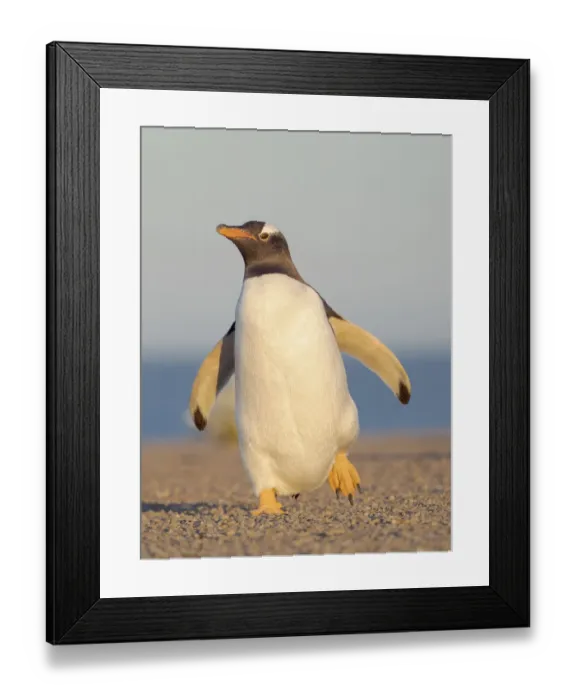 Framed Print : Walking to the colony. Gentoo penguin in the Falkland Islands in January Framed Print : Walking to the colony. Gentoo penguin in the Falkland Islands in January