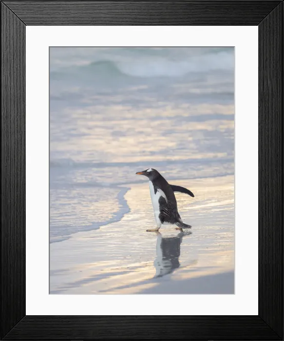 Framed Print : Walking to enter the sea during early morning. Gentoo penguin in the Falkland Islands in Framed Print : Walking to enter the sea during early morning. Gentoo penguin in the Falkland Islands in