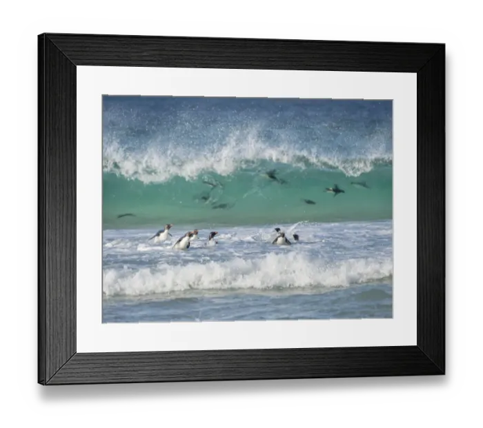 Framed Print : Coming ashore on Saunders Island. Rockhopper Penguin, subspecies Southern Rockhopper Framed Print : Coming ashore on Saunders Island. Rockhopper Penguin, subspecies Southern Rockhopper