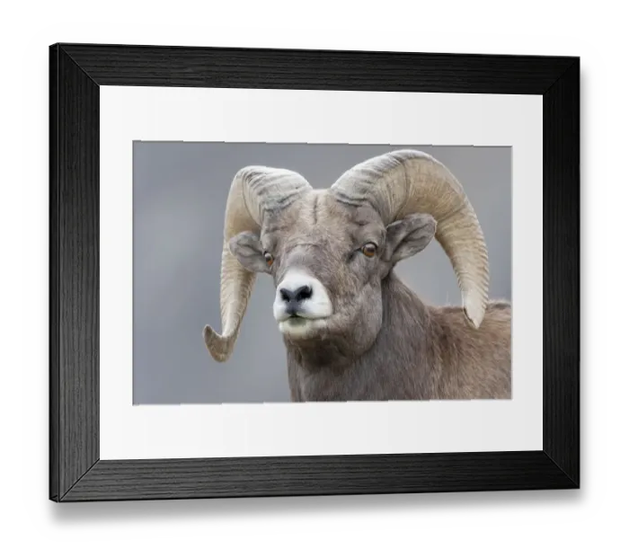 Framed Print : Yellowstone National Park. Portrait of a bighorn ram