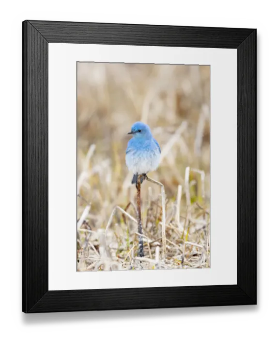 Framed Print : Yellowstone National Park. A bluebird spends time in the dead grasses in early spring