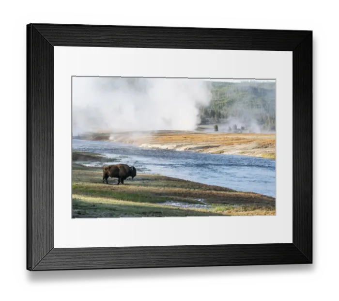 Framed Print : Yellowstone National Park. An American bison bull stands next to the Firehole River