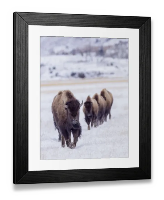 Framed Print : Usa, Wyoming, Yellowstone National Park. Lamar Valley, bison in field of snow Framed Print : Usa, Wyoming, Yellowstone National Park. Lamar Valley, bison in field of snow