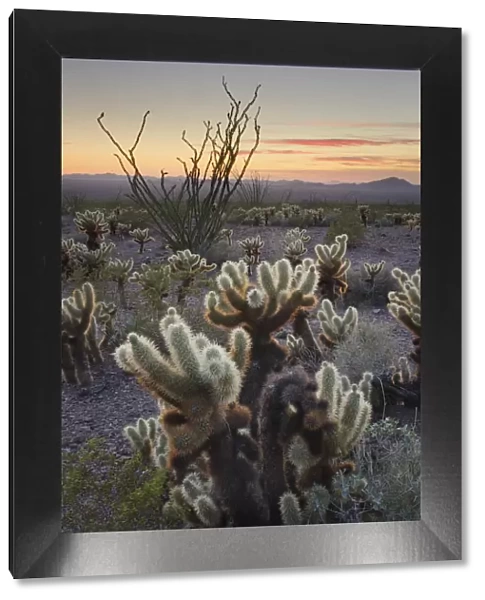 USA, Arizona. Sonoran desert sunset with Ocotillo. Teddy Bear Cholla cactus