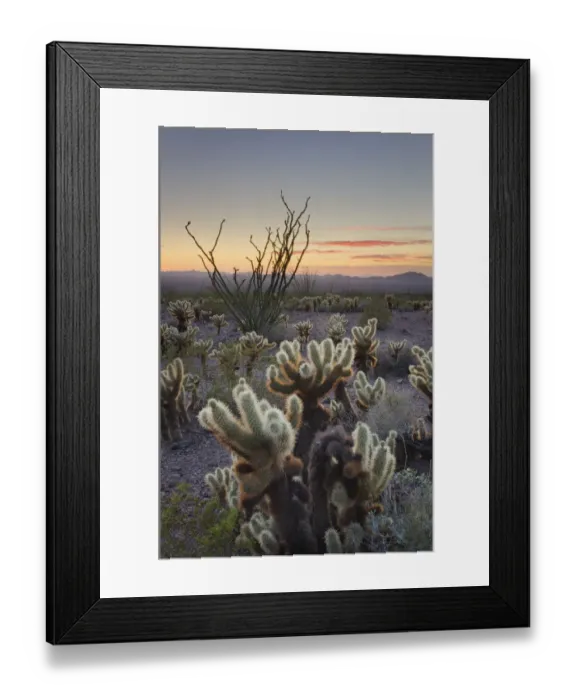 Framed Print : USA, Arizona. Sonoran desert sunset with Ocotillo. Teddy Bear Cholla cactus