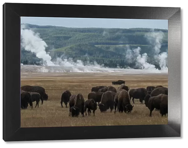 USA, Wyoming. Panoramic image of bison herd with steaming geysers