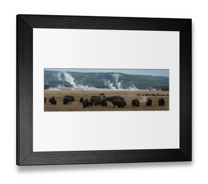 Framed Print : USA, Wyoming. Panoramic image of bison herd with steaming geysers