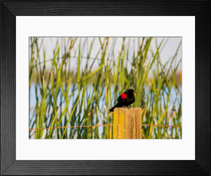 Framed Print : USA, California, San Joaquin River Valley. San Luis National Wildlife Refuge Framed Print : USA, California, San Joaquin River Valley. San Luis National Wildlife Refuge