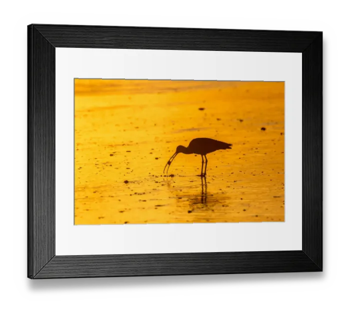 Framed Print : USA, California, San Luis Obispo County. Long-billed curlew feeding at sunset Framed Print : USA, California, San Luis Obispo County. Long-billed curlew feeding at sunset