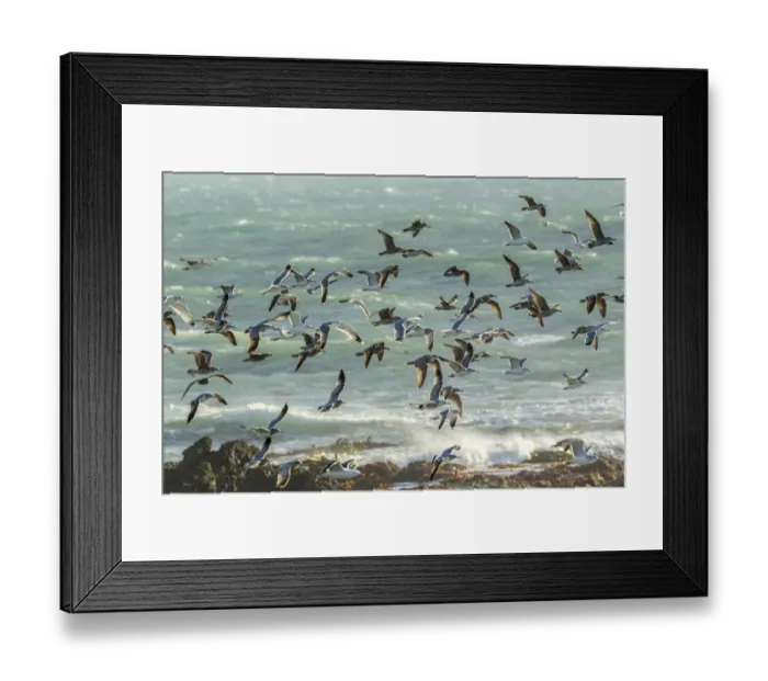 Framed Print : USA, California, San Luis Obispo County. Seagulls in flight Framed Print : USA, California, San Luis Obispo County. Seagulls in flight