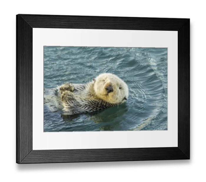 Framed Print : USA, California, San Luis Obispo County. Sea otter close-up Framed Print : USA, California, San Luis Obispo County. Sea otter close-up