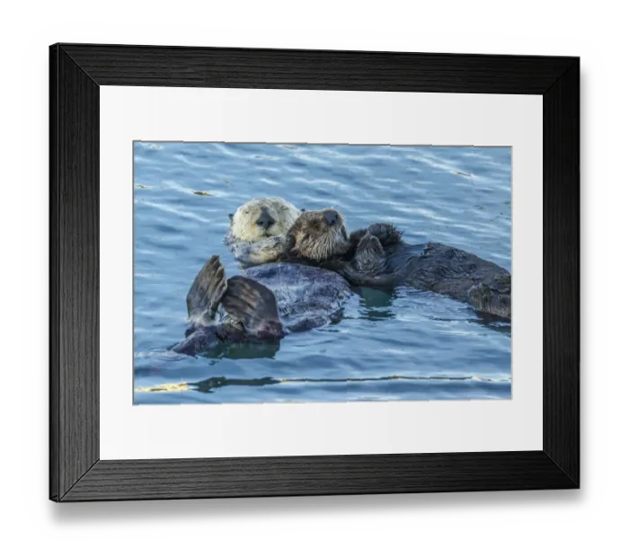 Framed Print : USA, California, San Luis Obispo County. Sea otter mom and pup Framed Print : USA, California, San Luis Obispo County. Sea otter mom and pup