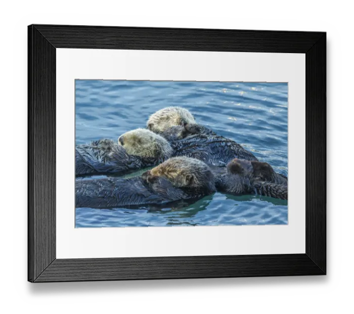 Framed Print : USA, California, San Luis Obispo County. Sea otters sleeping Framed Print : USA, California, San Luis Obispo County. Sea otters sleeping