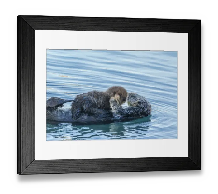 Framed Print : USA, California, San Luis Obispo County. Sea otter mom and pup Framed Print : USA, California, San Luis Obispo County. Sea otter mom and pup