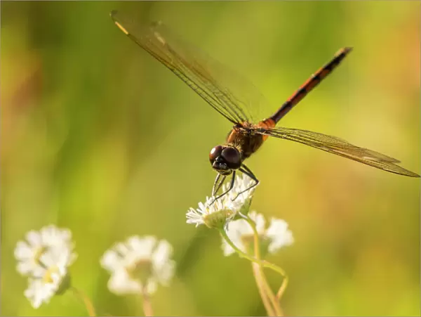 USA, Florida, Orlando Wetlands Park. Dragonfly on blossom