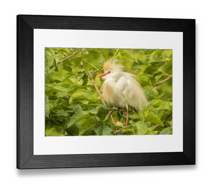 Framed Print : USA, Florida, Anastasia Island, Alligator Farm. Cattle egret in breeding plumage Framed Print : USA, Florida, Anastasia Island, Alligator Farm. Cattle egret in breeding plumage
