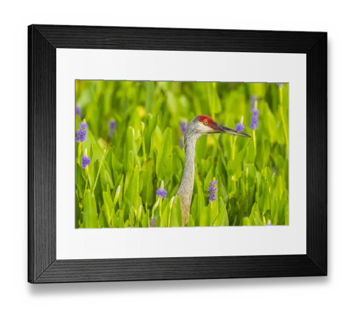 Framed Print : USA, Florida, Orlando Wetlands Park. Sandhill crane adult in blooming pickerel weed