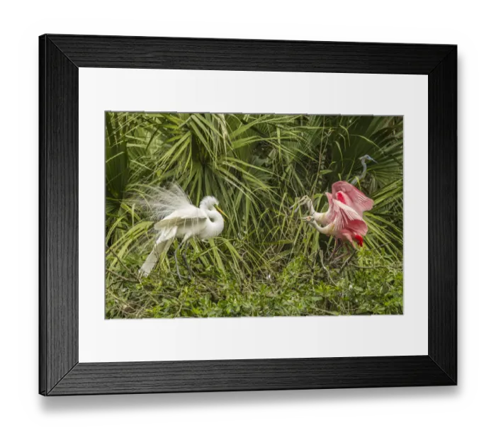 Framed Print : USA, Florida, Anastasia Island, Alligator Farm. Great egret