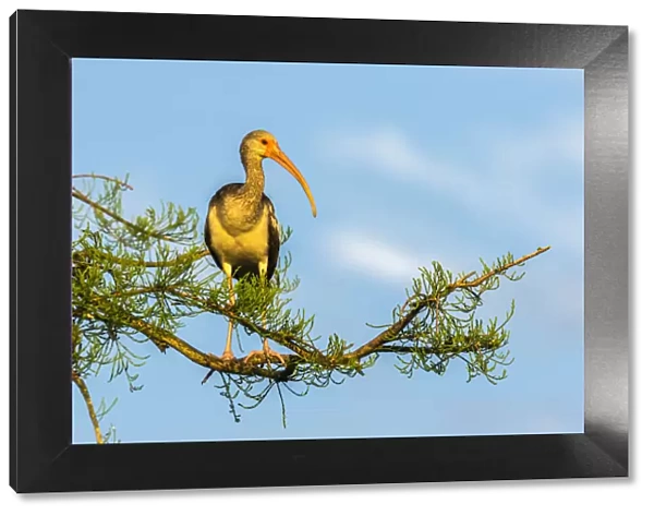 USA, Florida, Orange County, Gatorland. Immature white ibis on tree