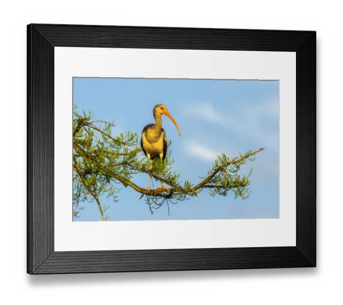 Framed Print : USA, Florida, Orange County, Gatorland. Immature white ibis on tree Framed Print : USA, Florida, Orange County, Gatorland. Immature white ibis on tree