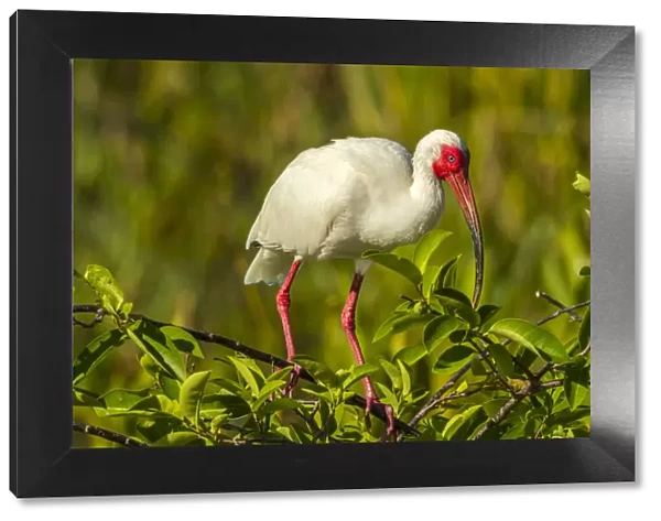 USA, Florida, Wakodahatchee Wetlands. White ibis in breeding color
