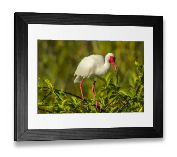 Framed Print : USA, Florida, Wakodahatchee Wetlands. White ibis in breeding color Framed Print : USA, Florida, Wakodahatchee Wetlands. White ibis in breeding color