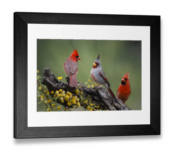 Framed Print : Pyrrhuloxia with northern cardinals