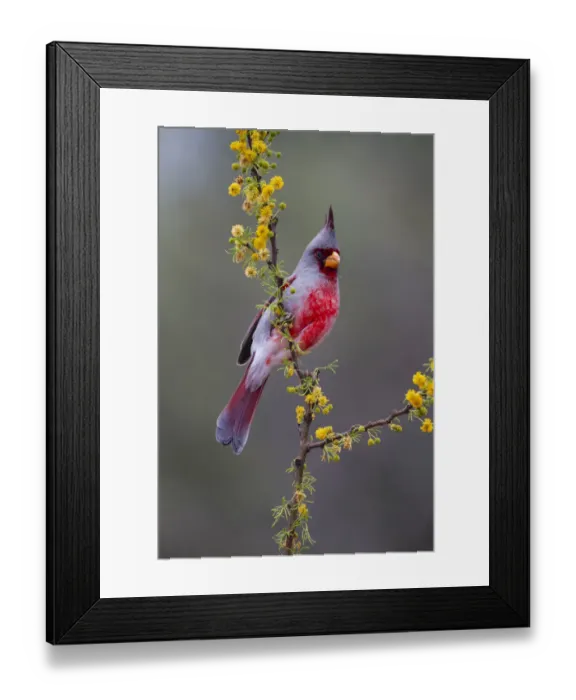 Framed Print : Pyrrhuloxia perched