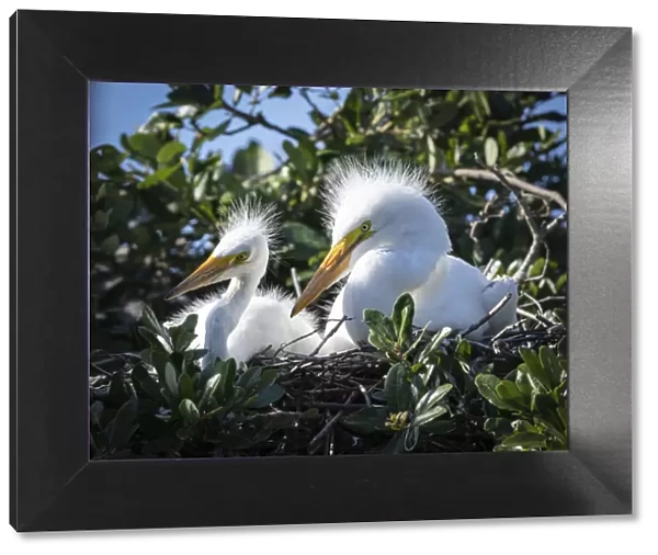 Great egret chicks, Florida, USA