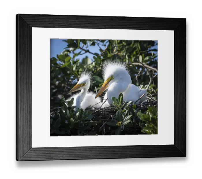 Framed Print : Great egret chicks, Florida, USA