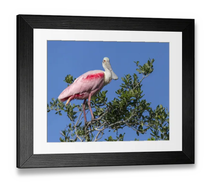 Framed Print : Roseate spoonbill, Florida, USA Framed Print : Roseate spoonbill, Florida, USA