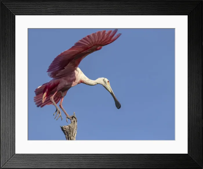 Framed Print : USA, Florida. Roseate spoonbill ready for flight Framed Print : USA, Florida. Roseate spoonbill ready for flight