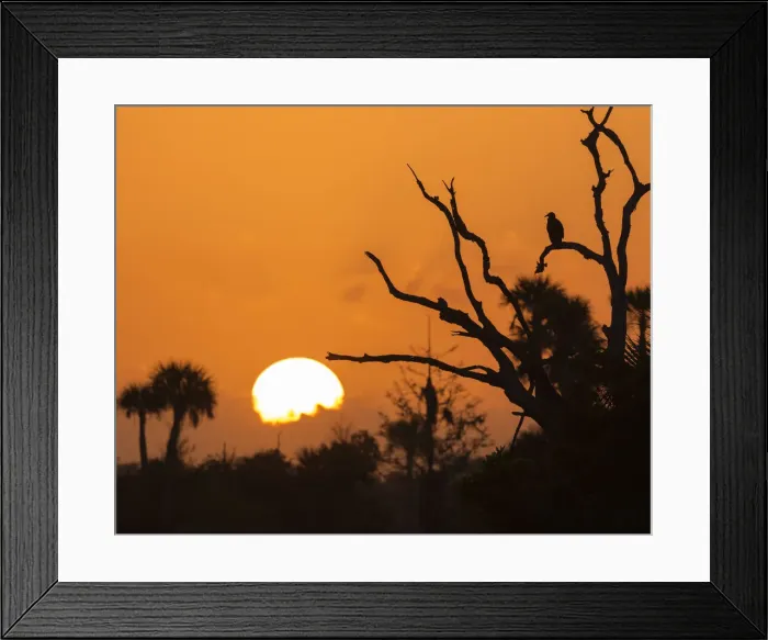 Framed Print : USA, Florida. Sun rising over the Orlando Wetlands Park Framed Print : USA, Florida. Sun rising over the Orlando Wetlands Park