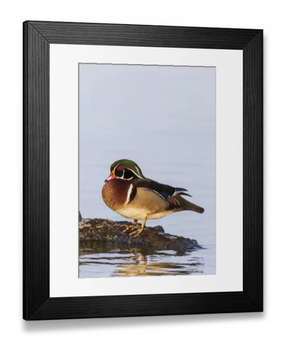 Framed Print : Wood duck male on log in wetland, Marion County, Illinois