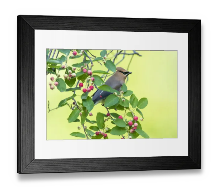 Framed Print : Cedar waxwing in serviceberry, Marion County, Illinois Framed Print : Cedar waxwing in serviceberry, Marion County, Illinois