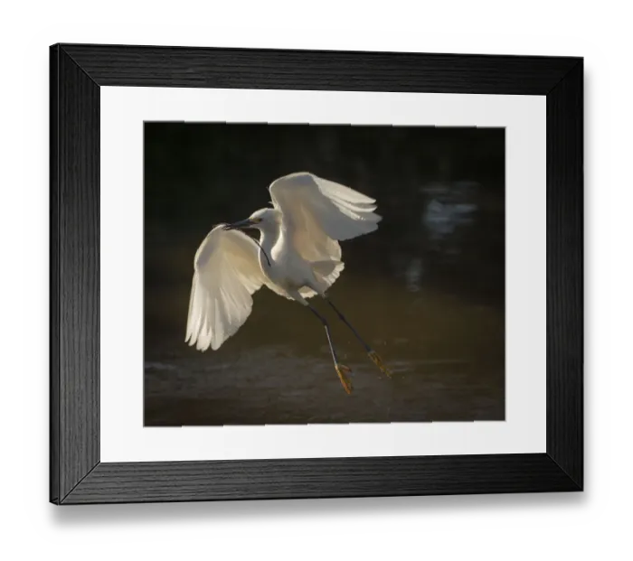 Framed Print : USA, Florida. Snowy egret flying up to nest Framed Print : USA, Florida. Snowy egret flying up to nest