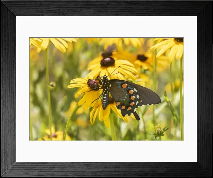 Framed Print : Pipevine swallowtail on Black-eyed Susan, Marion County, Illinois Framed Print : Pipevine swallowtail on Black-eyed Susan, Marion County, Illinois