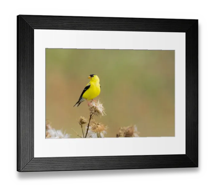 Framed Print : Male American goldfinch eating seeds at thistle plant, Marion County, Illinois Framed Print : Male American goldfinch eating seeds at thistle plant, Marion County, Illinois
