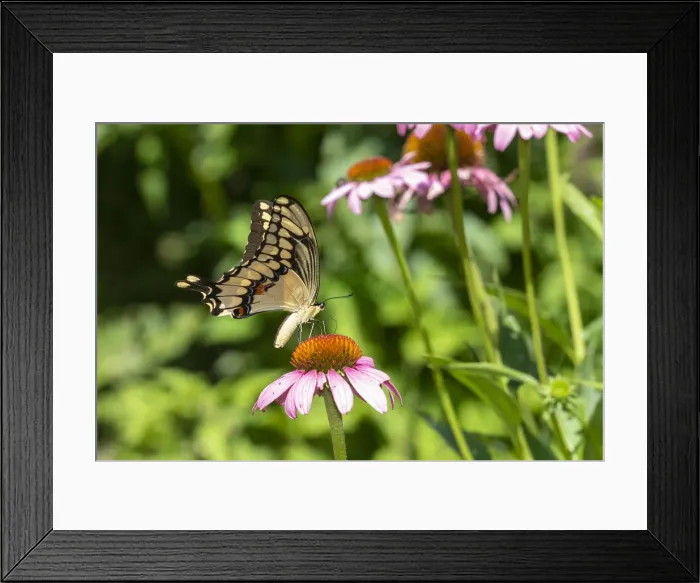 Framed Print : Giant swallowtail on purple coneflower, Marion County, Illinois Framed Print : Giant swallowtail on purple coneflower, Marion County, Illinois