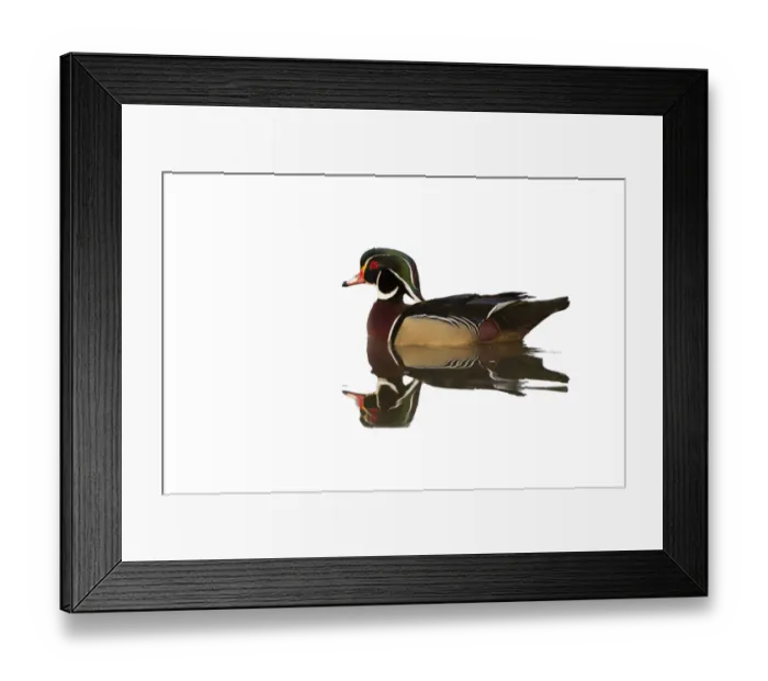 Framed Print : Male wood Duck in wetland. Marion County, Illinois, USA