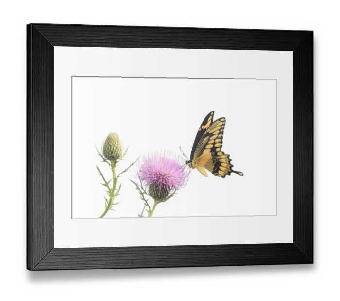 Framed Print : Giant Swallowtail on thistle. Marion County, Illinois, USA Framed Print : Giant Swallowtail on thistle. Marion County, Illinois, USA