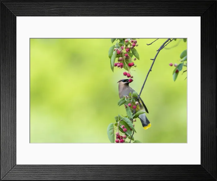 Framed Print : Cedar Waxwing eating Serviceberry. Marion County, Illinois, USA